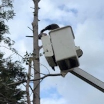 bucket truck by tree