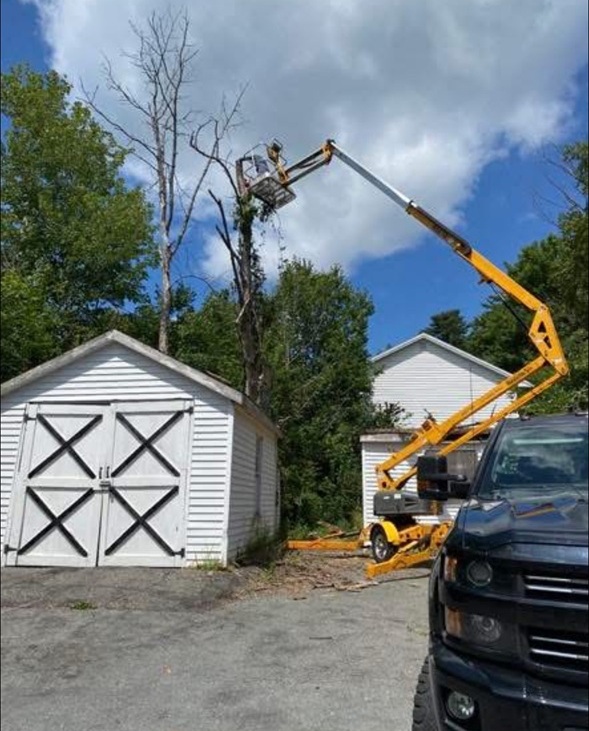 residential tree services photo